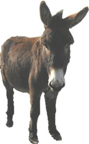 Hee Haw... Hee Haw...